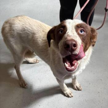 Nixie -  Mixed Breed Dog for Adoption in Huntington, West Virginia - Nixie | PetCurious