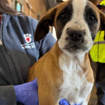 Retriever Dogs Available for Adoption in Birmingham, Alabama - Juniper | PetCurious