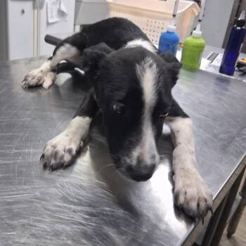 Chai -  Shepherd Dog for Adoption in Summerville, South Carolina - Chai | PetCurious
