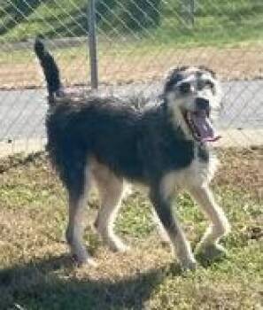 Rescue Irish Wolfhound Dogs for Adoption in Glasgow, Kentucky - Bobby | PetCurious