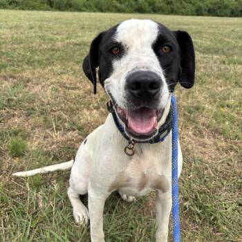 Ryder -  Mixed Breed Dog for Adoption in Glenpool, Oklahoma - Ryder | PetCurious