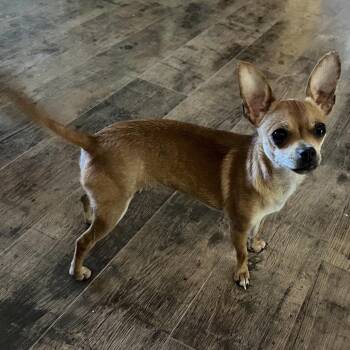 Dorothy -  Chihuahua Dog for Adoption in Redwood Valley, California - Dorothy | PetCurious
