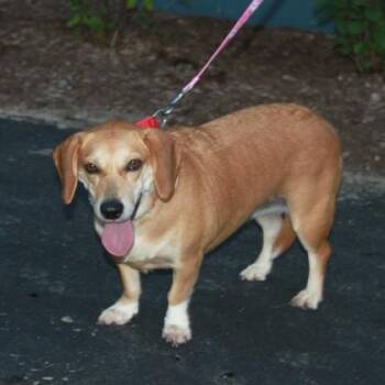 Dani -  Beagle and Mixed Breed Dog for Adoption in Elk Grove Village, Illinois - Dani | PetCurious