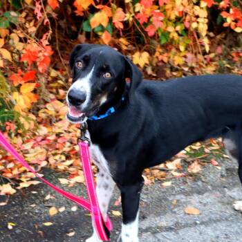 ViVi -  Mixed Breed Dog for Adoption in Warwick, Rhode Island - ViVi | PetCurious