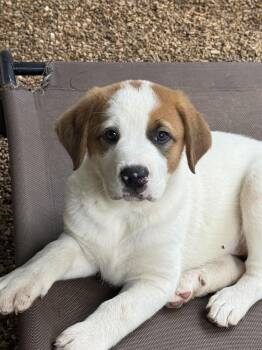 Lake -  Mastiff and Great Pyrenees Dog for Adoption in Bolivar, Missouri - Lake | PetCurious