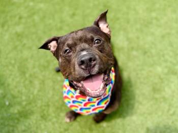 Freddie -  American Staffordshire Terrier Dog for Adoption in New York, New York - Freddie | PetCurious