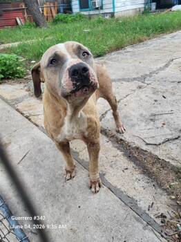 AUGGIE -  American Staffordshire Terrier Dog Available for Adoption in San Antonio, Texas - AUGGIE | PetCurious