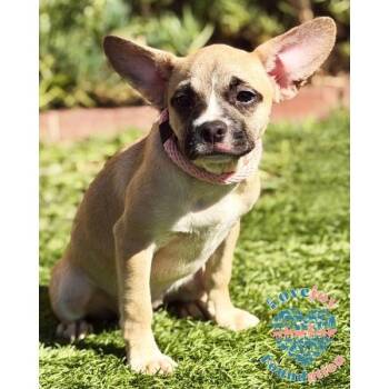 Kornblum Litter-Kayla COH -  French Bulldog and Hound Dog for Adoption in Inglewood, California - Kornblum Litter-Kayla COH | PetCurious