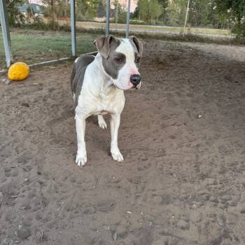 Rescue Mixed Breed Dogs for Adoption in Hinesville, Georgia - Gracie | PetCurious