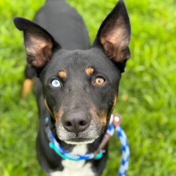 Jackson -  Shepherd Dog for Adoption in Goleta, California - Jackson | PetCurious
