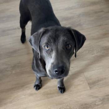 Labrador Retriever Dogs Available for Adoption in Columbia, South Carolina - Shimmer | PetCurious