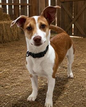 Sammy -  Rat Terrier Dog for Adoption in Monticello, Minnesota - Sammy | PetCurious