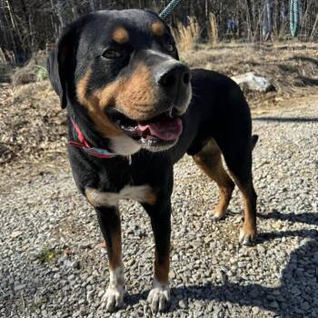 Bear -  Bernese Mountain Dog and Mixed Breed Dog for Adoption in Pineville, Missouri - Bear | PetCurious