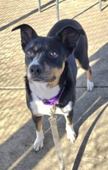Australian Cattle Dog Blue Heeler and Mixed Breed Dogs Available for Adoption - RANDI | PetCurious