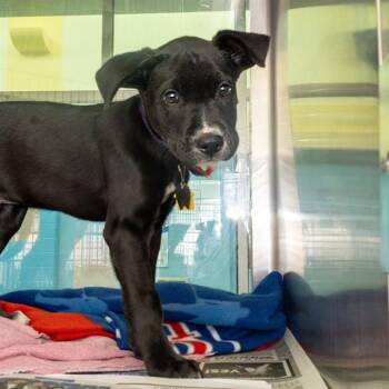 Labrador Retriever and Mixed Breed Dogs Available for Adoption in St. Louis, Missouri - ACE | PetCurious