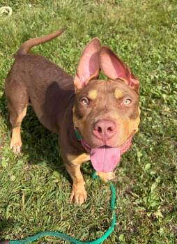 Fuji -  Pit Bull Terrier Dog for Adoption in Chicago, Illinois - Fuji | PetCurious