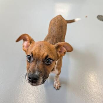 Biggie Smalls -  Mixed Breed Dog for Adoption in Cape Girardeau, Missouri - Biggie Smalls | PetCurious