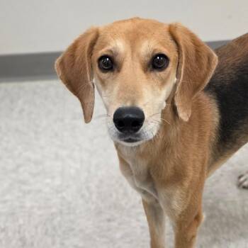 Croissant -  Hound Dog for Adoption in Chatham, Virginia - Croissant | PetCurious