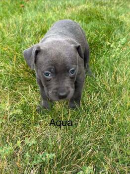 Aqua -  Pit Bull Terrier Dog for Adoption in Denver, Colorado - Aqua | PetCurious