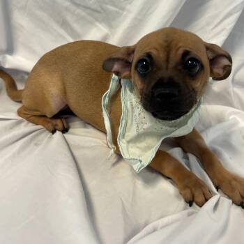 Mixed Breed Dogs Available for Adoption - Saint | PetCurious