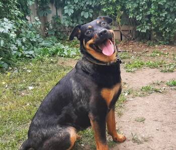 Mole -  Mixed Breed Dog for Adoption in Saskatoon, Saskatchewan - Mole | PetCurious