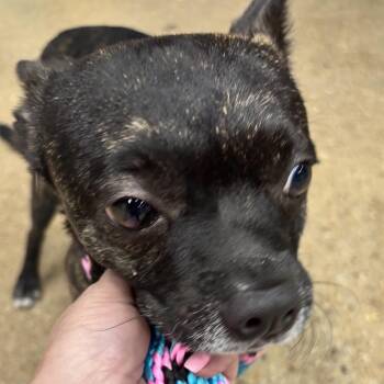 Bonchon -  Mixed Breed Dog for Adoption in Skokie, Illinois - Bonchon | PetCurious