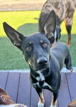 Mable Kay -  Shepherd Dog for Adoption in Racine, Wisconsin - Mable Kay | PetCurious