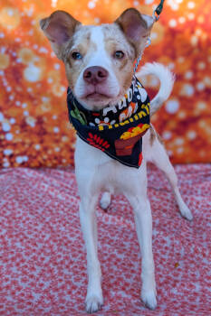 Rescue Mixed Breed Dogs for Adoption in Cincinnati, Ohio - Baby Vampire | PetCurious