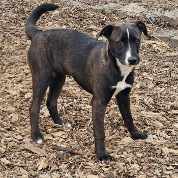 Feist and Labrador Retriever Dogs Available for Adoption in Ringwood, New Jersey - Rachel | PetCurious