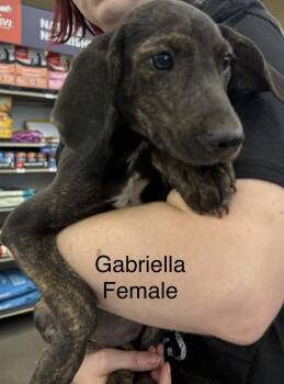 Rescue Bloodhound Dogs for Adoption in Chattanooga, Tennessee - The G Hounds. | PetCurious