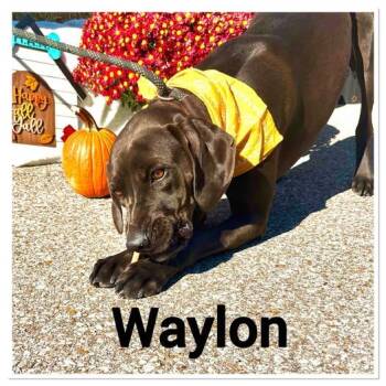 Rescue Black Labrador Retriever Dogs for Adoption in Bolivar, Tennessee - Waylon #25249 | PetCurious