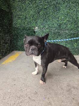 61310661 -  French Bulldog and Mixed Breed Dog for Adoption in El Paso, Texas - 61310661 | PetCurious