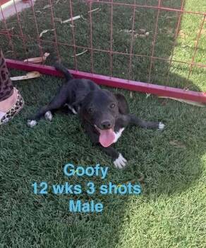Dachshund Dogs Available for Adoption in Waunakee, Wisconsin - Goofy Goober | PetCurious