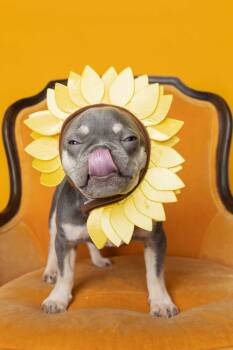 Finnegan -  French Bulldog Dog for Adoption in Blaine, Minnesota - Finnegan | PetCurious