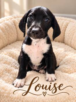 Louise -  Flat Coated Retriever Dog for Adoption in Midway, Utah - Louise | PetCurious