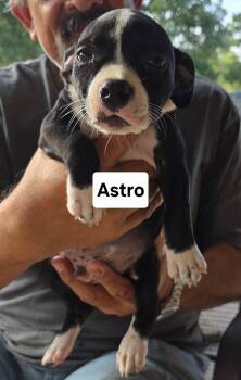 Astro -  American Staffordshire Terrier Dog for Adoption in Mooresville, North Carolina - Astro | PetCurious