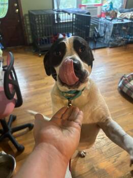 SCOUT -  Terrier Dog for Adoption in Holbrook, New York - SCOUT | PetCurious