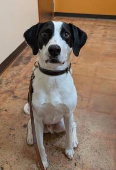 Rescue Mixed Breed Dogs for Adoption in Chamblee, Georgia - Oliver | PetCurious