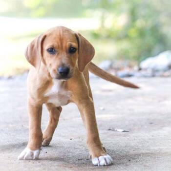 Claremont -  Mixed Breed Dog for Adoption in Groveland, Massachusetts - Claremont | PetCurious