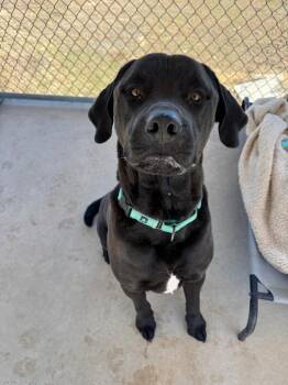 Mastiff and Rottweiler Dogs Available for Adoption - Sparrow | PetCurious
