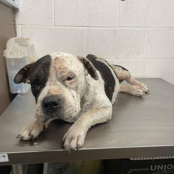 Betty Boop C919 -  English Bulldog Dog for Adoption in Allen, Texas - Betty Boop C919 | PetCurious