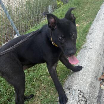 Passat -  Black Labrador Retriever Dog for Adoption in San Antonio, Texas - Passat | PetCurious