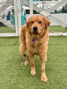 Golden Retriever and Mixed Breed Dogs Available for Adoption in Fort Worth, Texas - Ben | PetCurious