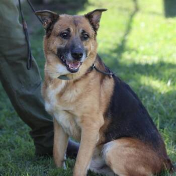 BRUISER -  German Shepherd Dog Dog for Adoption in Modesto, California - BRUISER | PetCurious