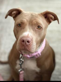 Rescue Pit Bull Terrier Dogs for Adoption in Las Vegas, Nevada - Quinny | PetCurious