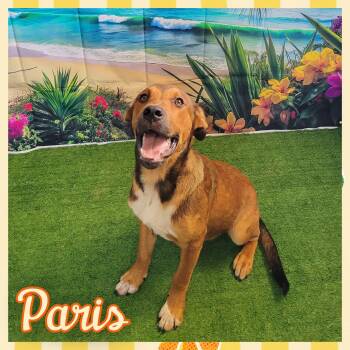 Paris -  Mixed Breed Dog for Adoption in Daingerfield, Texas - Paris | PetCurious