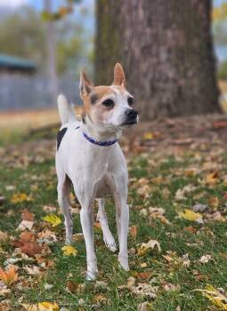 Rescue Jack Russell Terrier Dogs for Adoption in Huntington, Indiana - Romulus | PetCurious