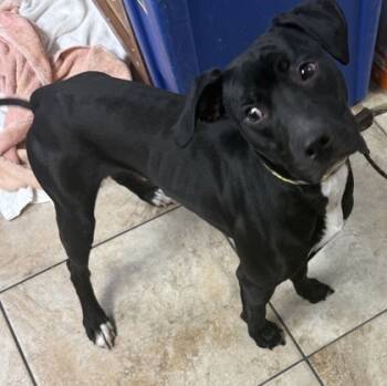 Rescue Mixed Breed Dogs for Adoption in Cincinnati, Ohio - Doc Holliday | PetCurious