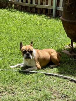 French Bulldog and Mixed Breed Dogs Available for Adoption in Fort Worth, Texas - Cadbury | PetCurious