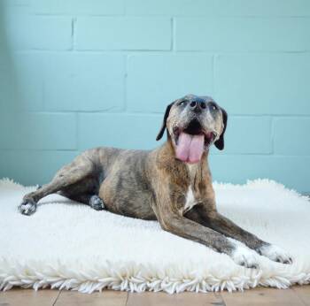 Plott Hound Dogs Available for Adoption in Pasadena, California - LOKI | PetCurious